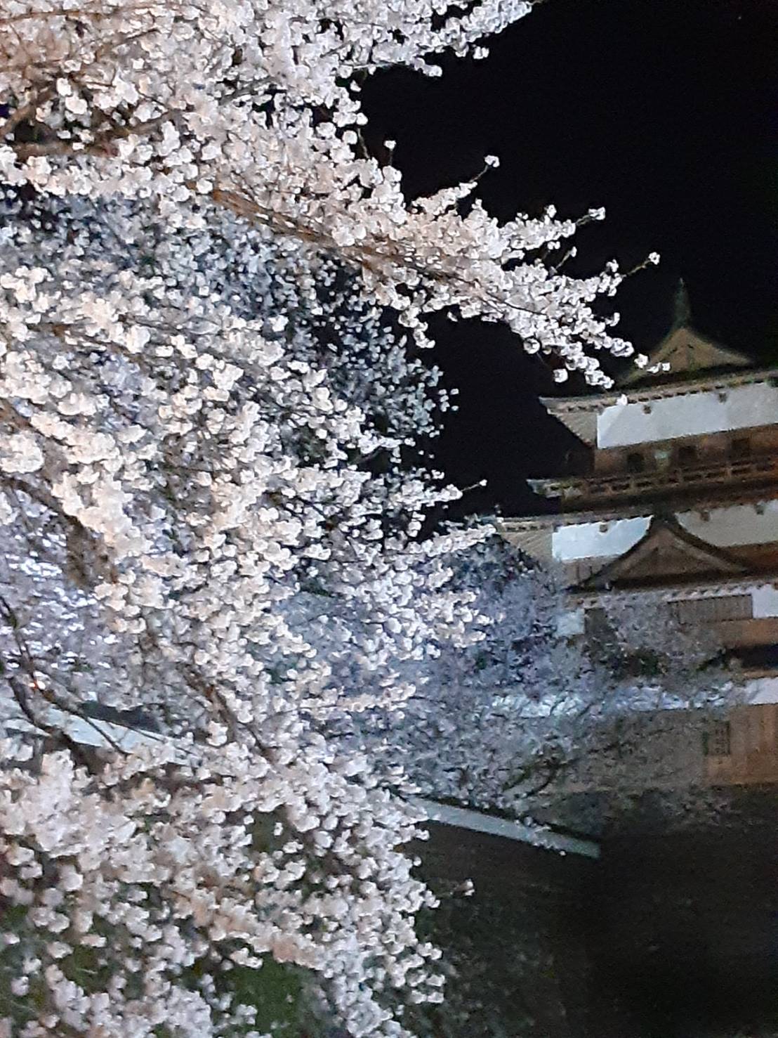 諏訪市高島城の桜が満開になりました🌸 | 諏訪塗装